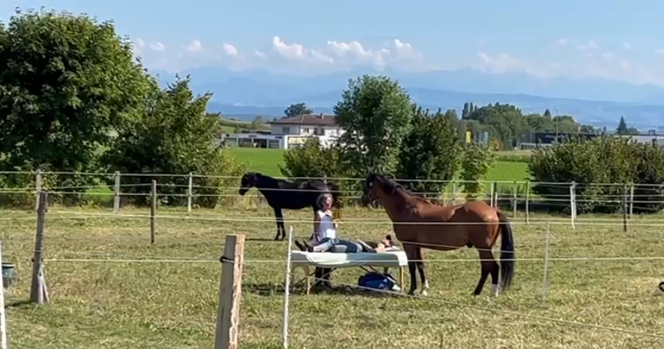 Soins Shiatsu en compagnie des chevaux